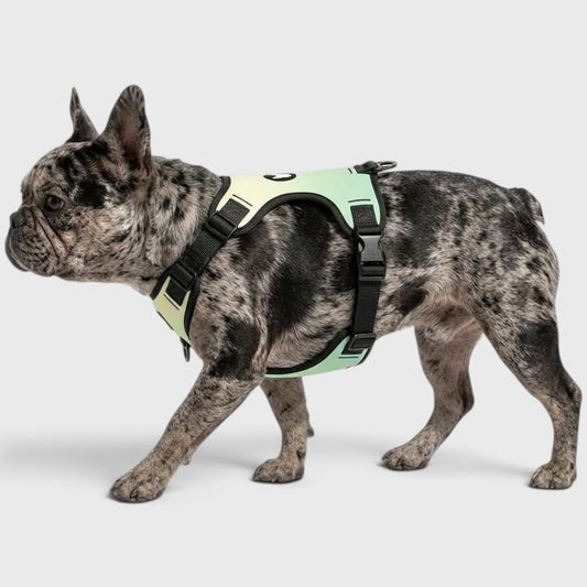 French Bulldog No-Pull Harness – Breathable & Adjustable Fit