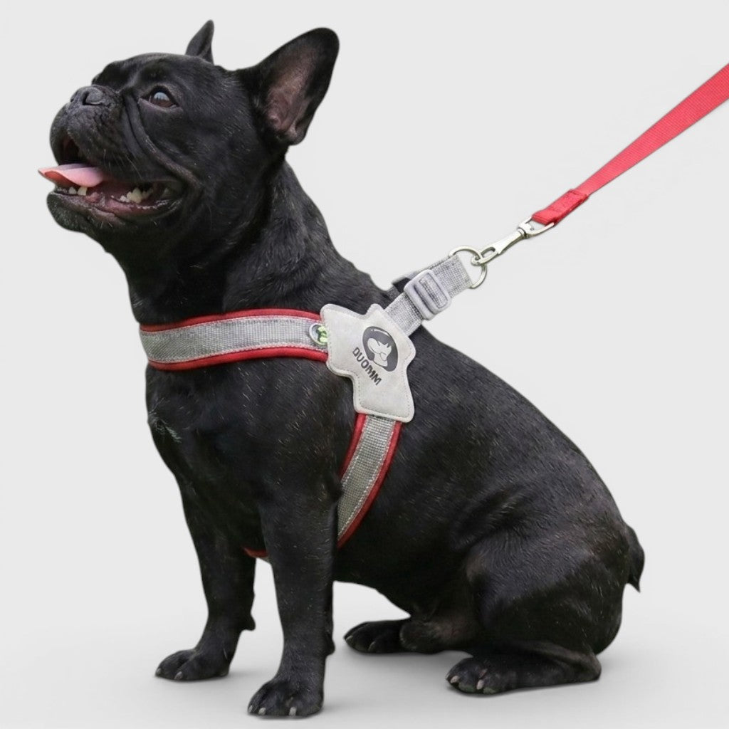 Best Frenchie harness: how to choose