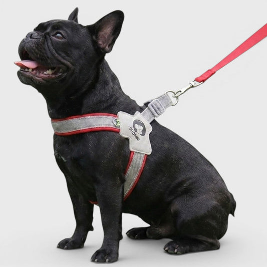 Best Frenchie harness: how to choose