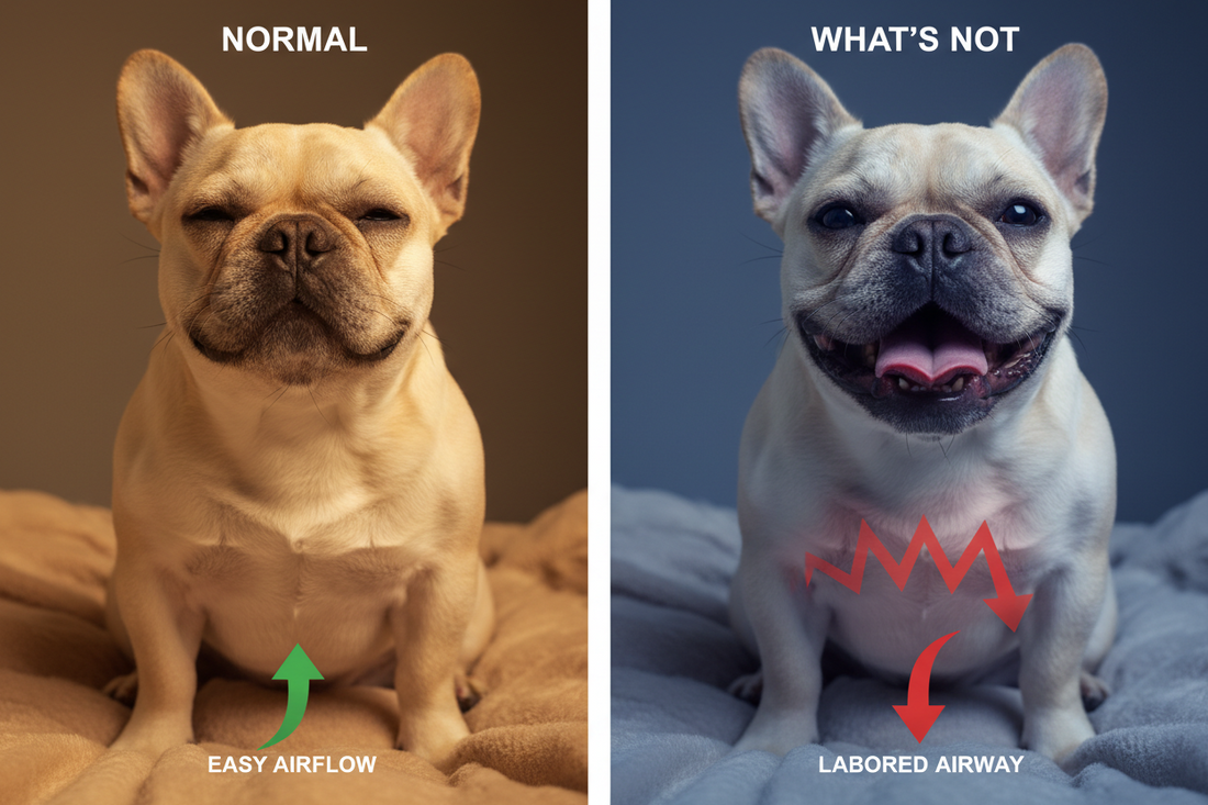 Frenchie breathing: what's normal vs. what's not
