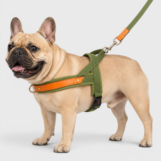 French Bulldog No-Pull Harness – Soft Padded Leather Vest