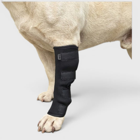 French Bulldog Hock Brace – Rear Leg Support & Joint Protection