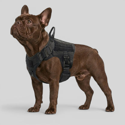 French Bulldog Tactical Training Vest – Adjustable Nylon Harness
