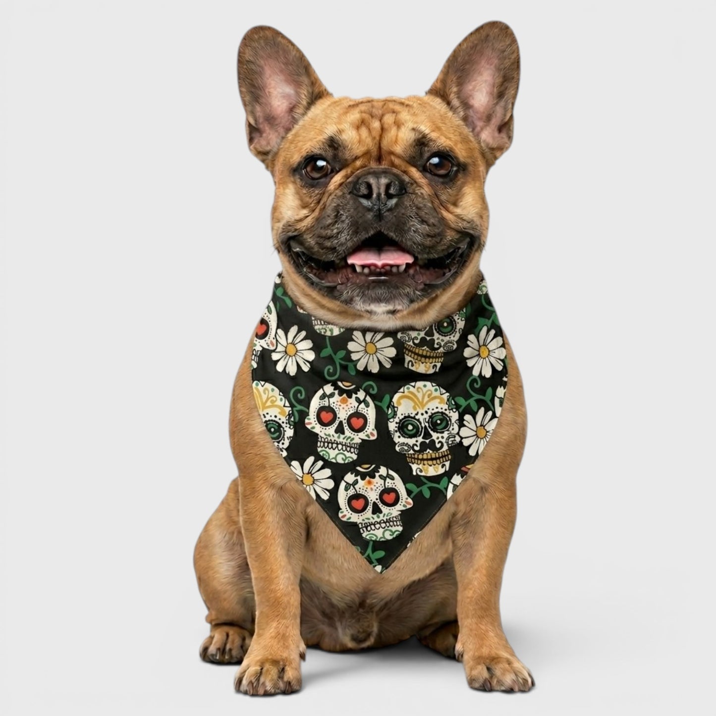 Premium Frenchie Bib – Soft Comfort & Maximum Absorption