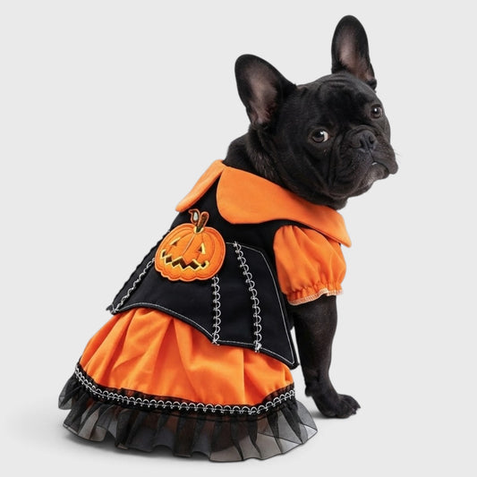 French Bulldog Pumpkin Dress – Whimsical Halloween Party Outfit