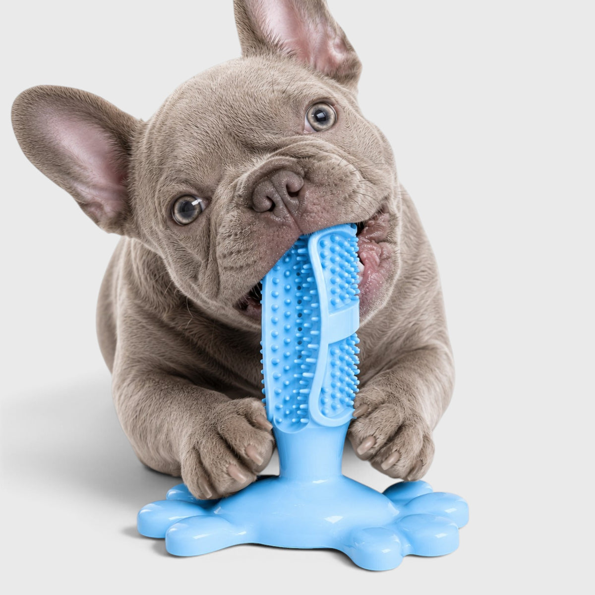 French Bulldog Dental Chew Toy – Elastic Rubber Teeth Cleaner