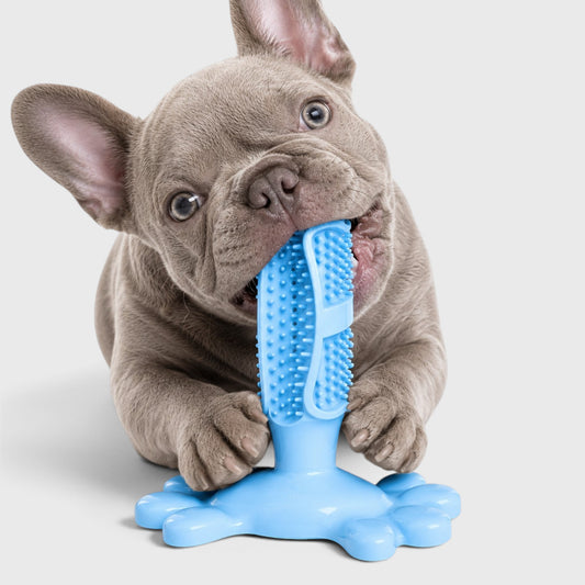 French Bulldog Dental Chew Toy – Elastic Rubber Teeth Cleaner