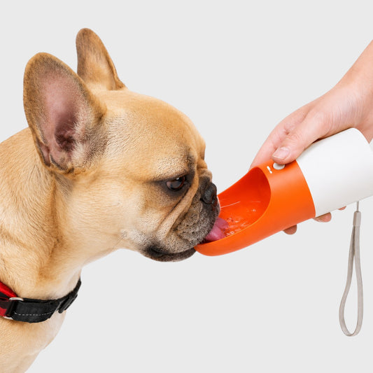 French Bulldog Travel Water Bottle – 270ml Portable Outdoor Cup