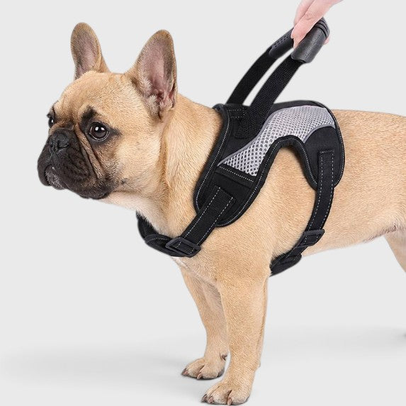 French Bulldog No-Pull Harness – Breathable Mesh Traction Control