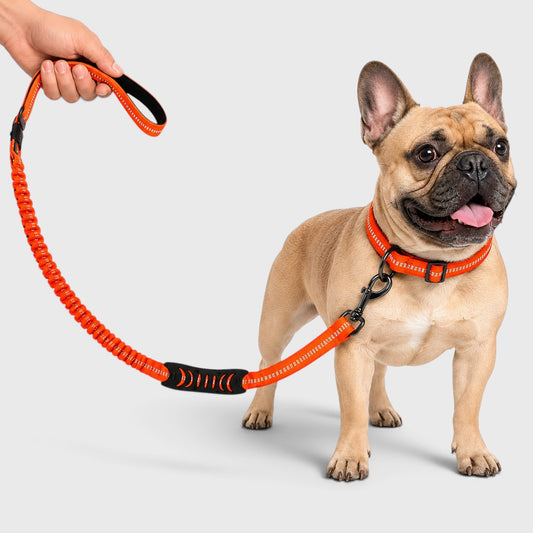 French Bulldog Elastic Reflective Leash – Car Safety Belt Combo