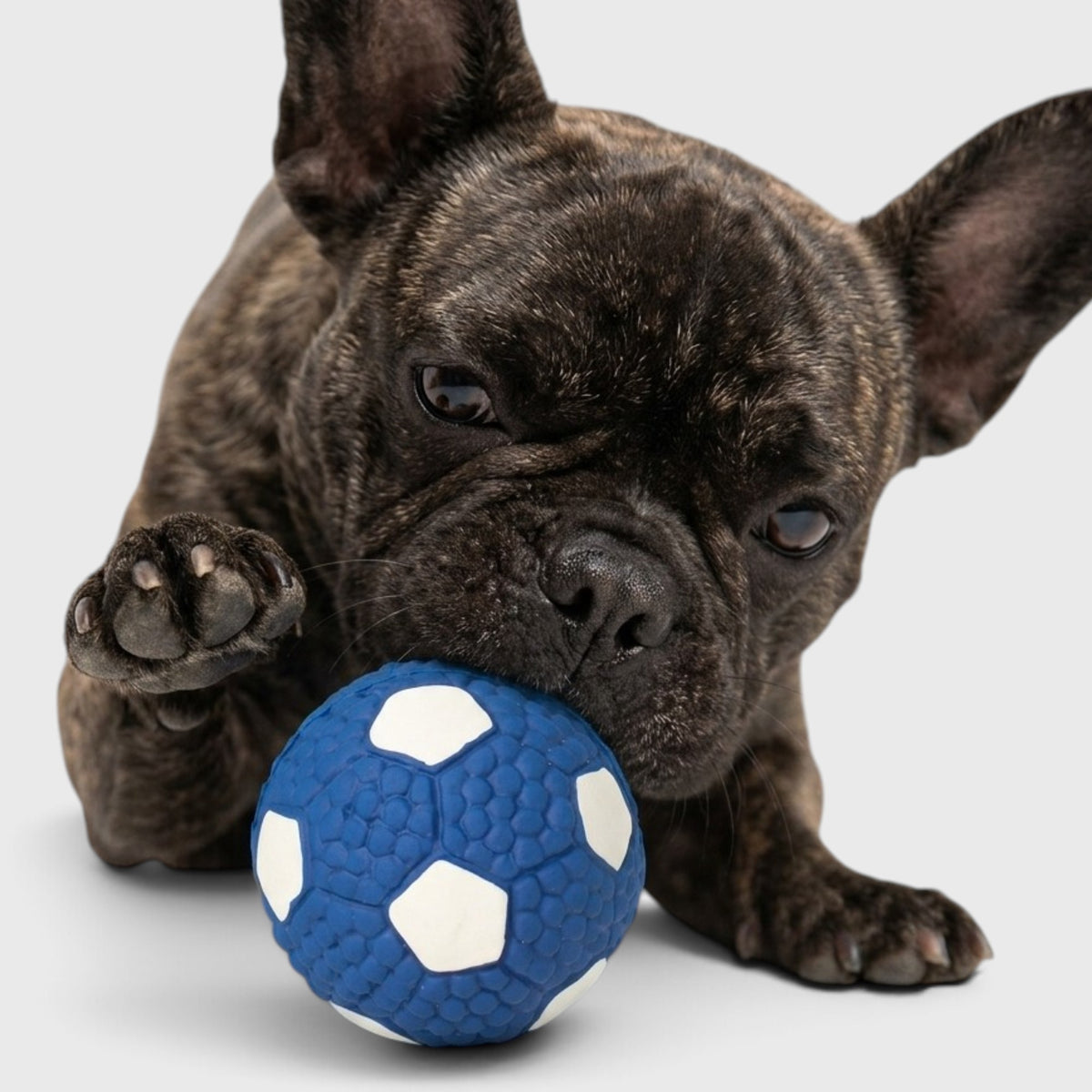 French Bulldog Squeaky Latex Ball – Durable Chew Toy for Frenchies