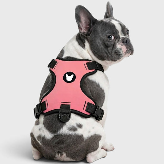 No-Pull French Bulldog Harness – Adjustable Straps, Breathable Mesh