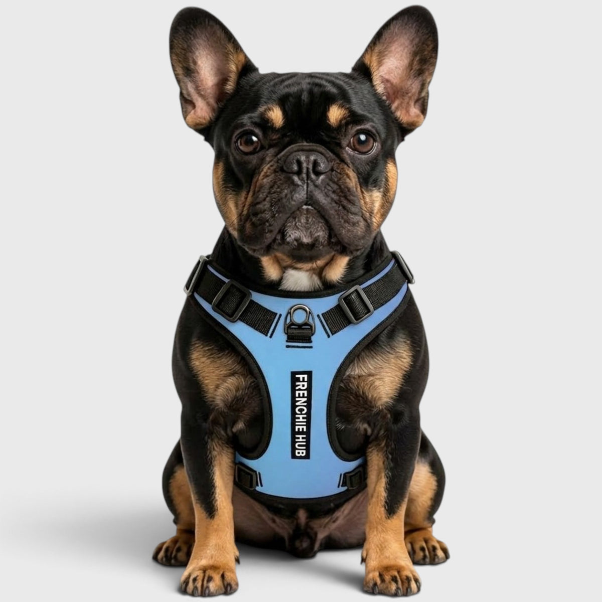 French Bulldog Harness – Adjustable, Breathable & Built for Comfort