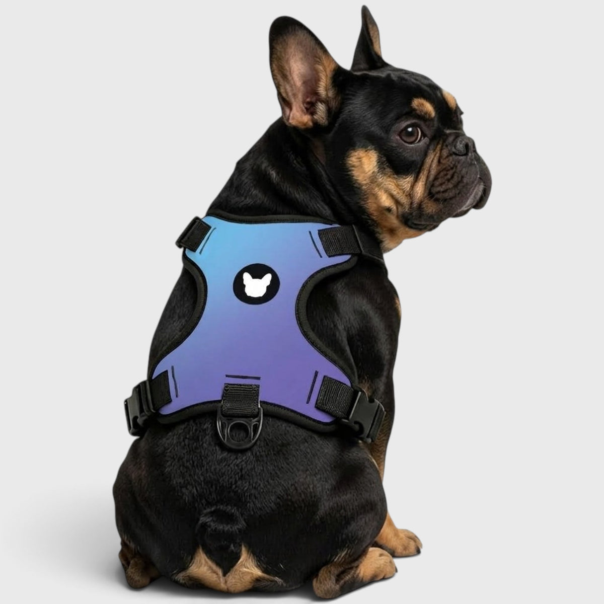 French Bulldog Harness – Adjustable, Breathable & Built for Comfort