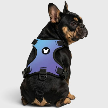 French Bulldog Harness – Adjustable, Breathable & Built for Comfort