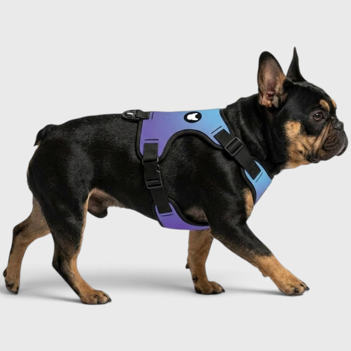 French Bulldog Harness – Adjustable, Breathable & Built for Comfort