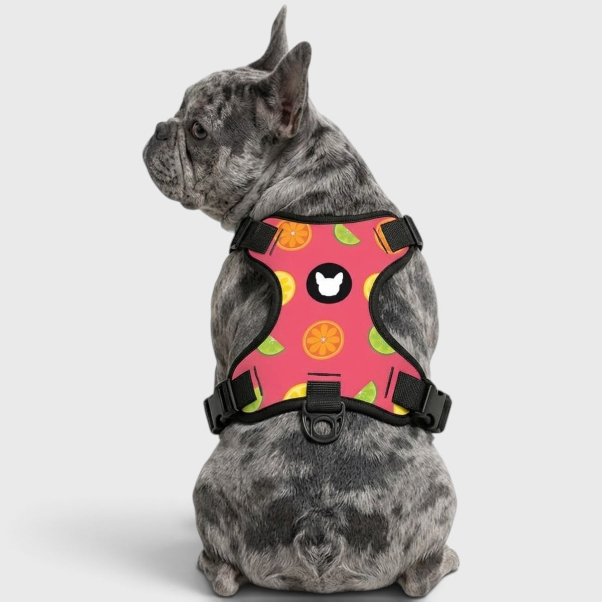 Comfort-Fit Harness for French Bulldogs – Breathable, No-Pull Support