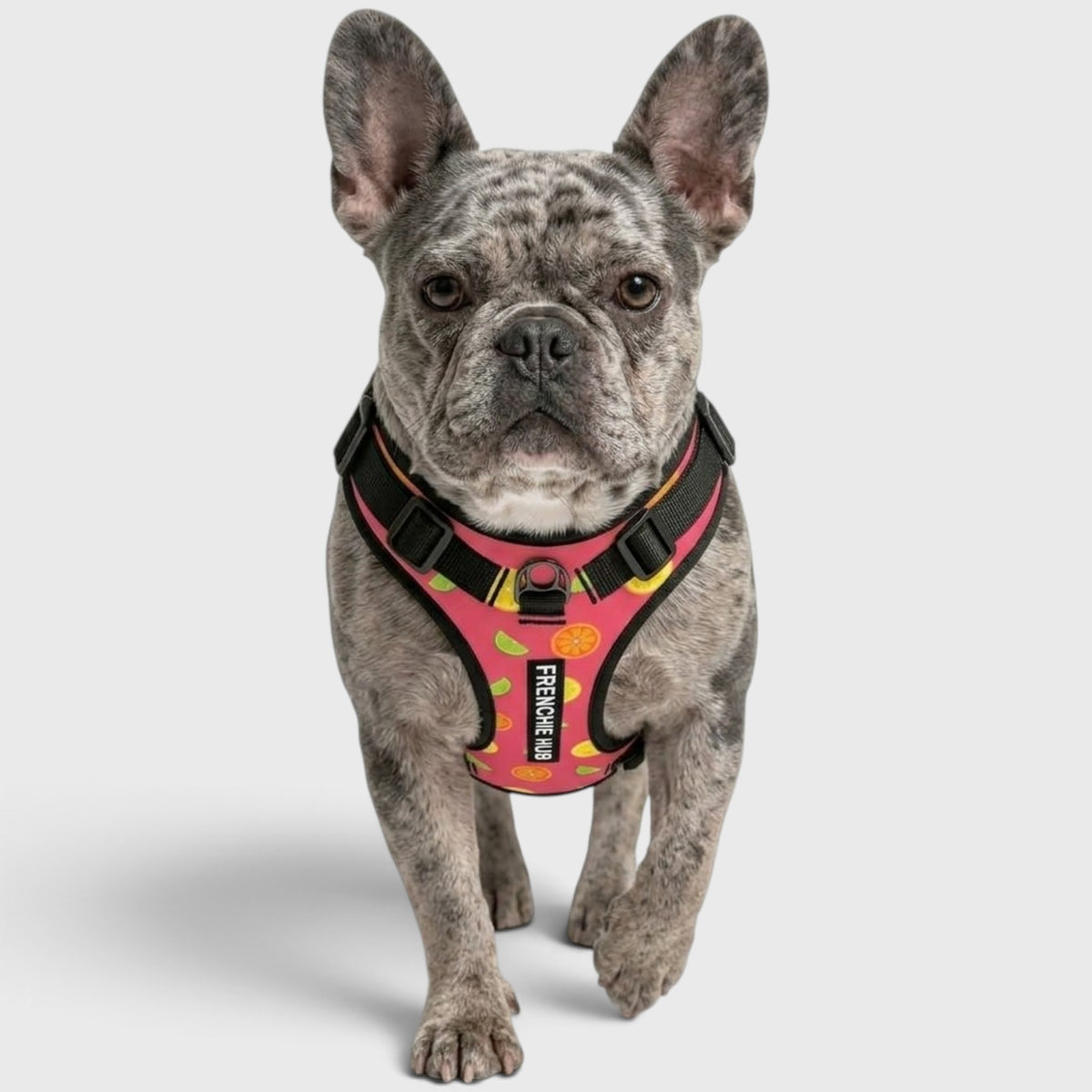 Comfort-Fit Harness for French Bulldogs – Breathable, No-Pull Support