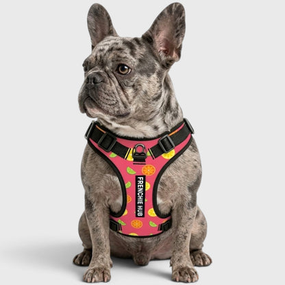 Comfort-Fit Harness for French Bulldogs – Breathable, No-Pull Support