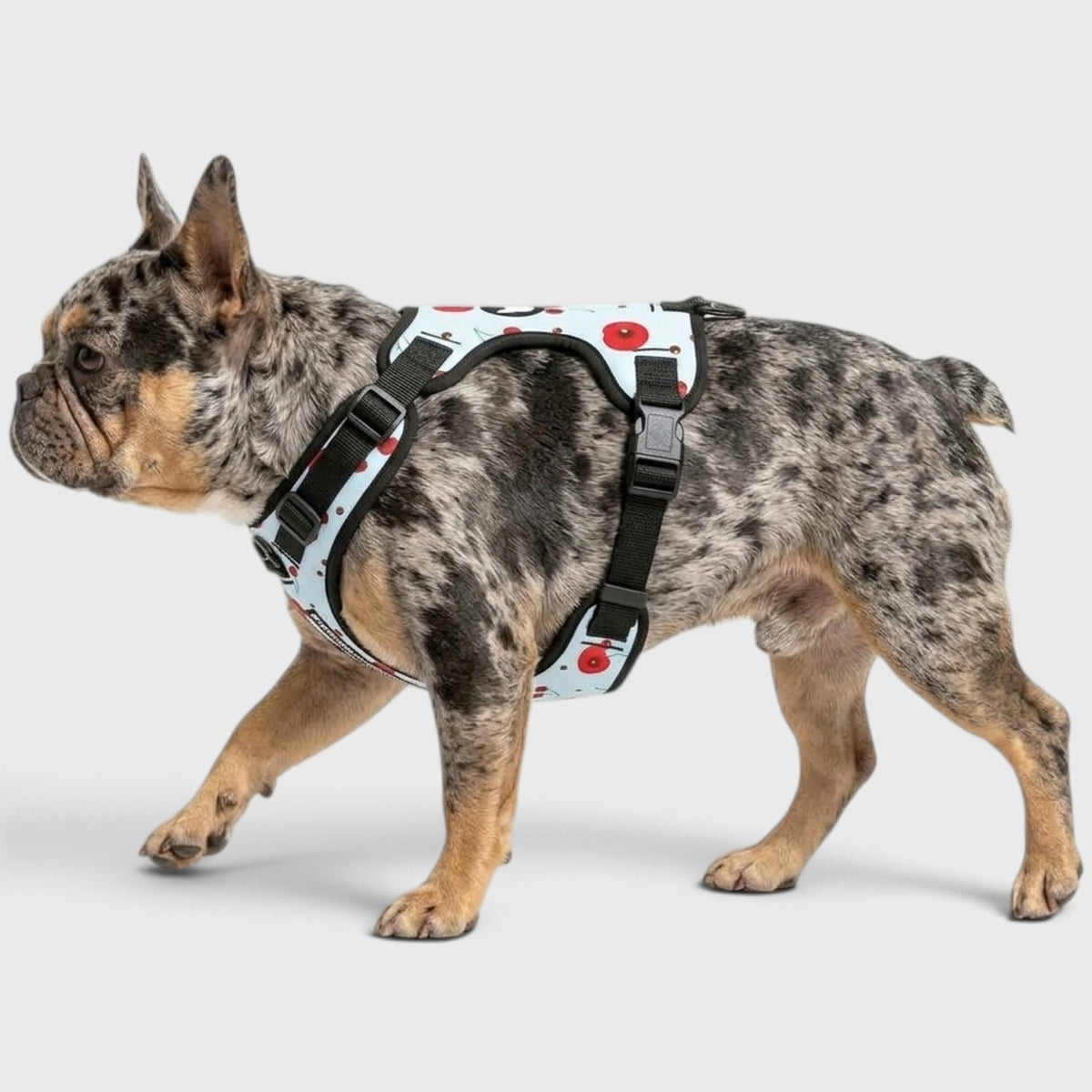 French Bulldog Harness Set – Adjustable Straps, Breathable Mesh Design