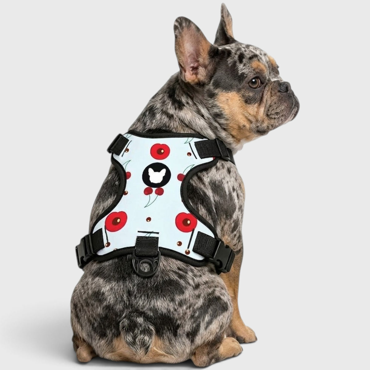 French Bulldog Harness Set – Adjustable Straps, Breathable Mesh Design