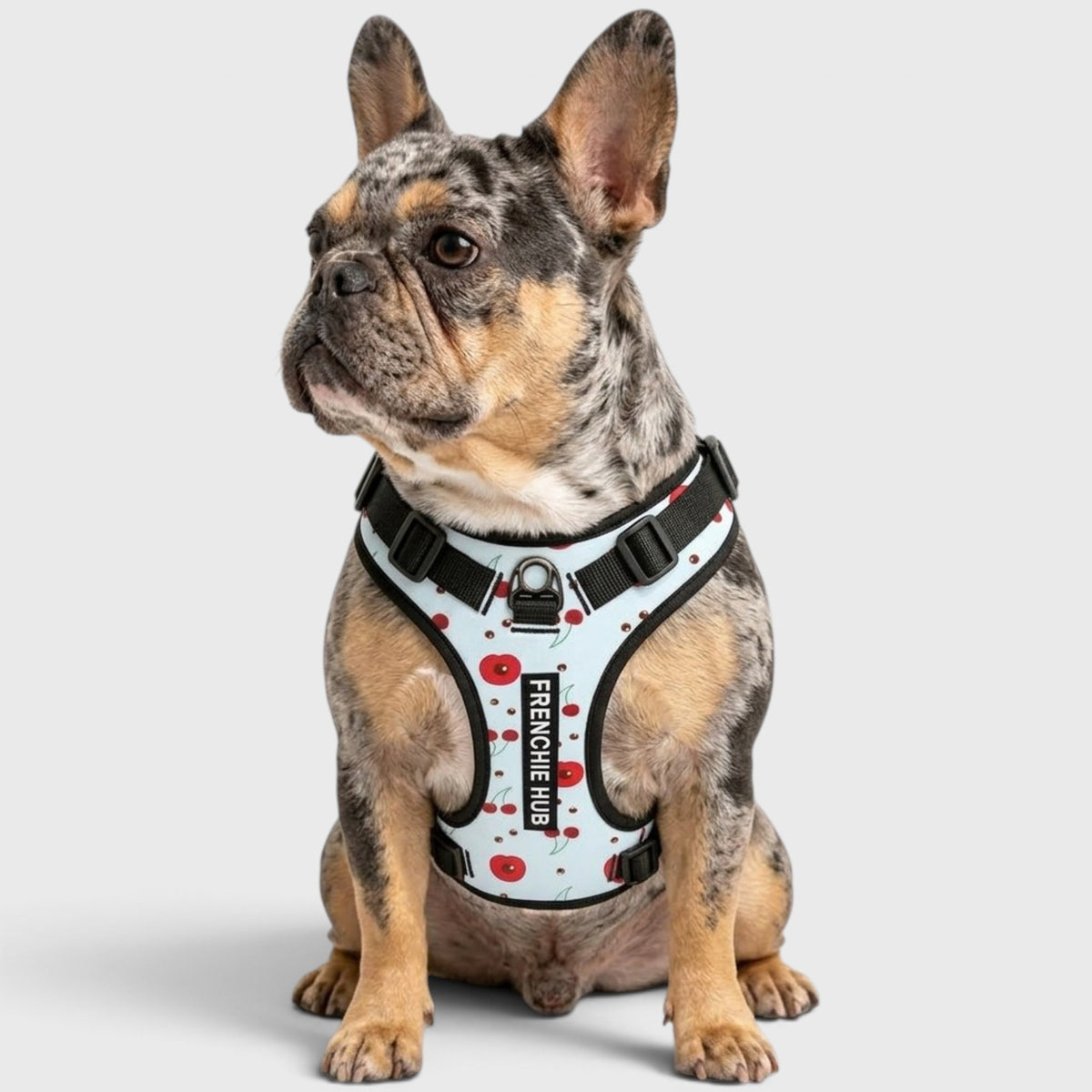 French Bulldog Harness Set – Adjustable Straps, Breathable Mesh Design