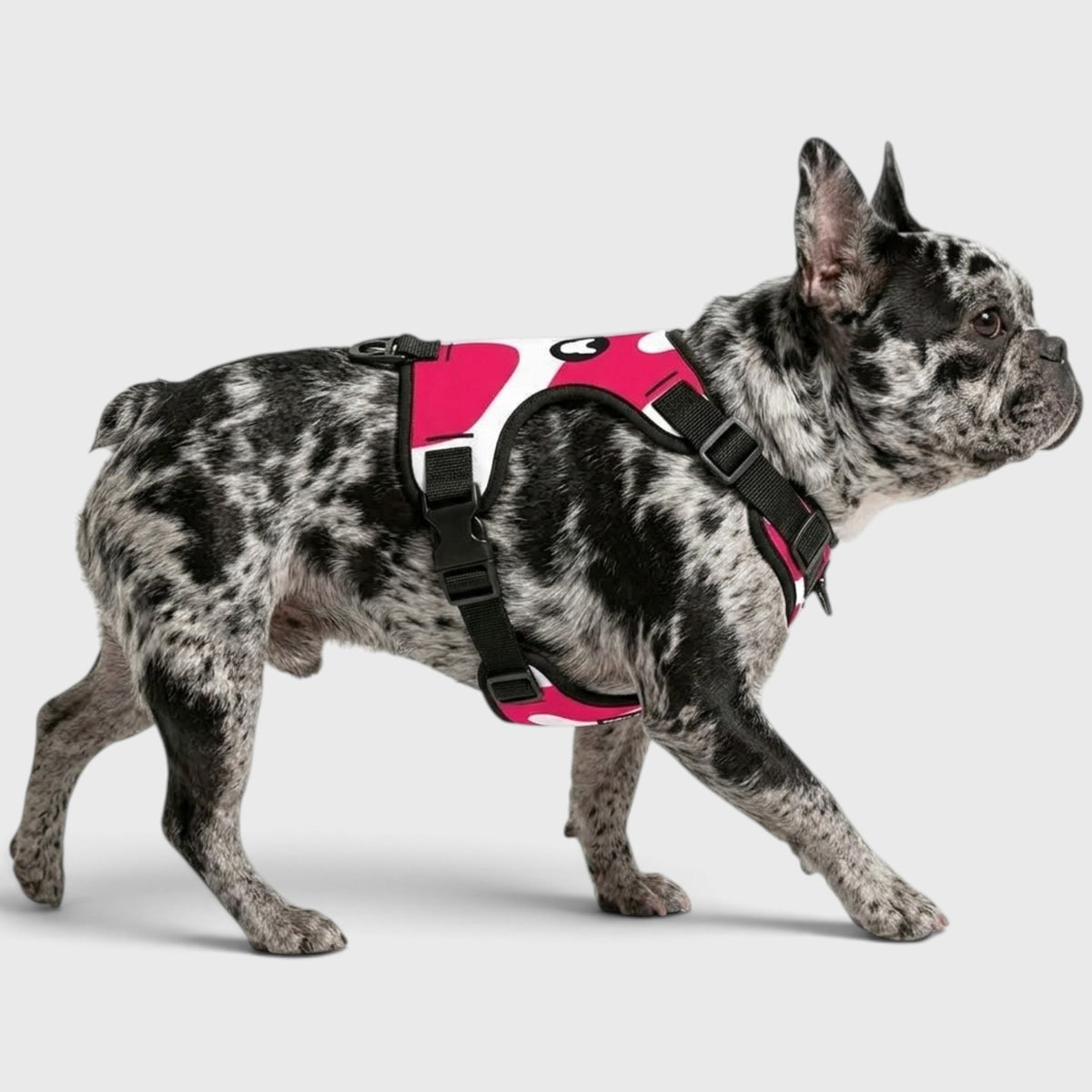 French Bulldog Everyday Harness – No-Pull, Adjustable & Cool-Fit Mesh