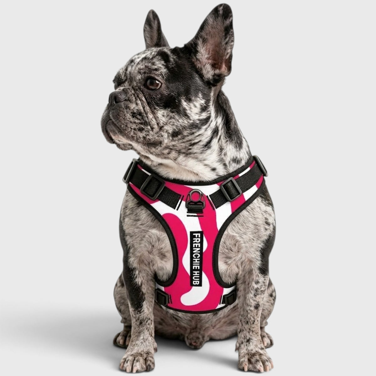 French Bulldog Everyday Harness – No-Pull, Adjustable & Cool-Fit Mesh