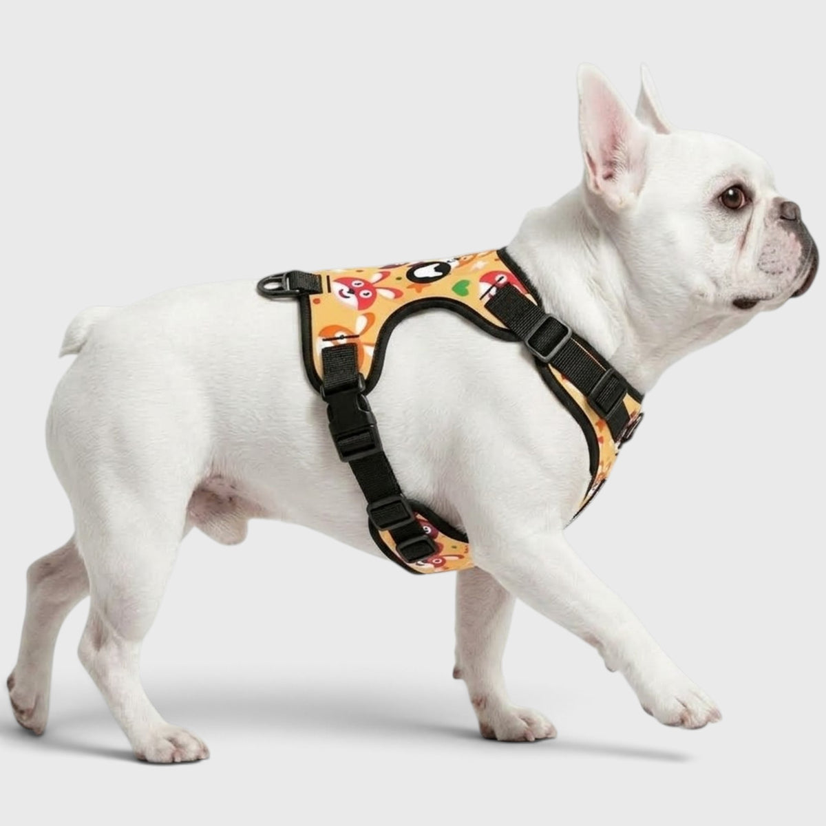 Frenchie-Fit Harness – Adjustable, Breathable & Built to Stop Pulling