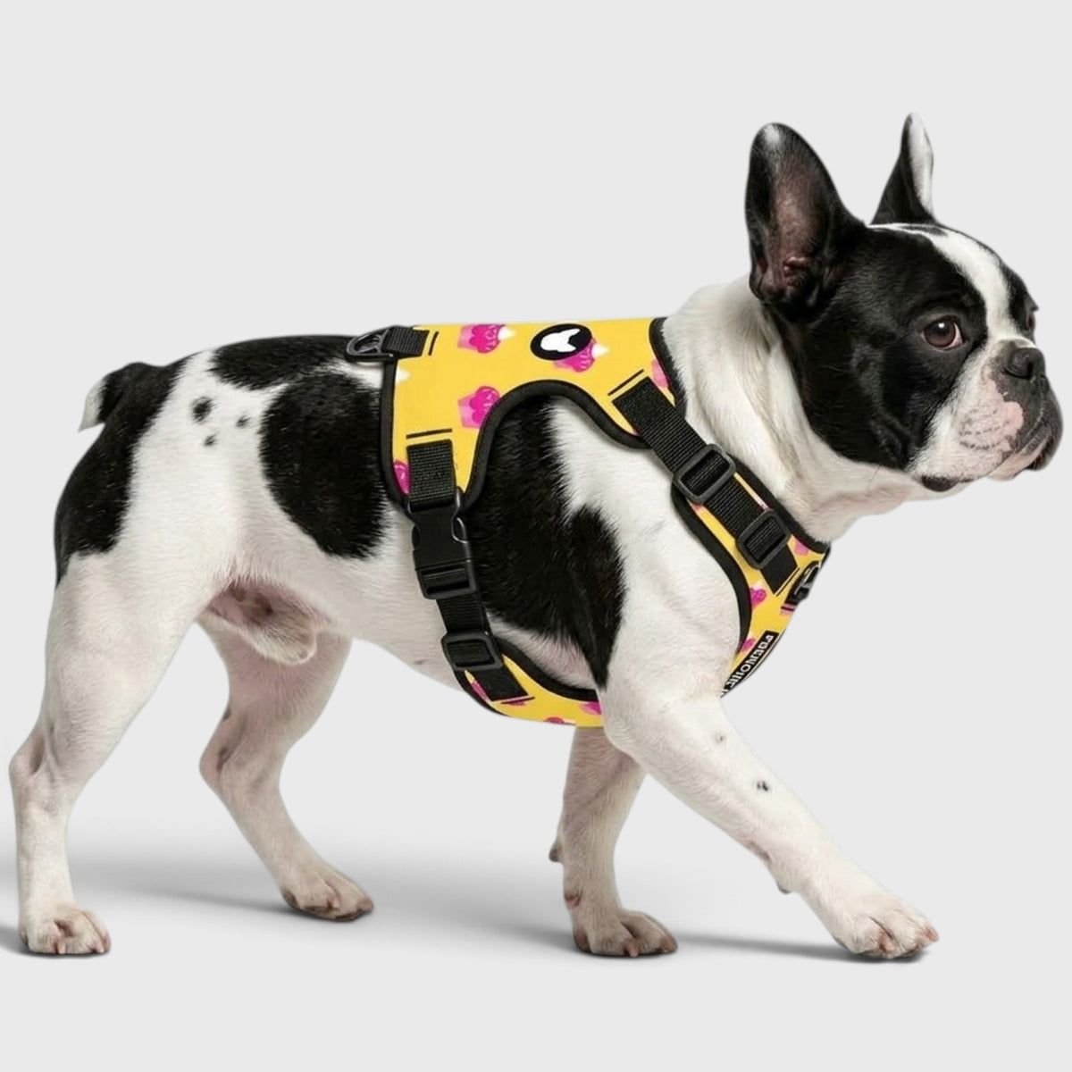 Frenchie Walk Harness – No-Pull Design, Breathable & Fully Adjustable