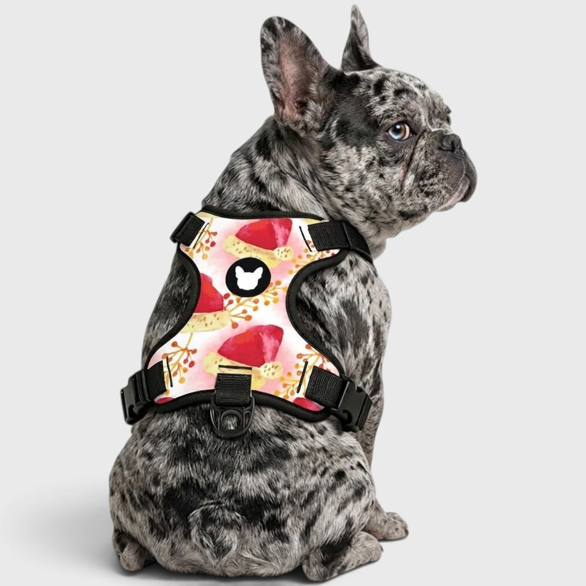 French Bulldog Harness – Breathable, No-Pull & Adjustable Straps