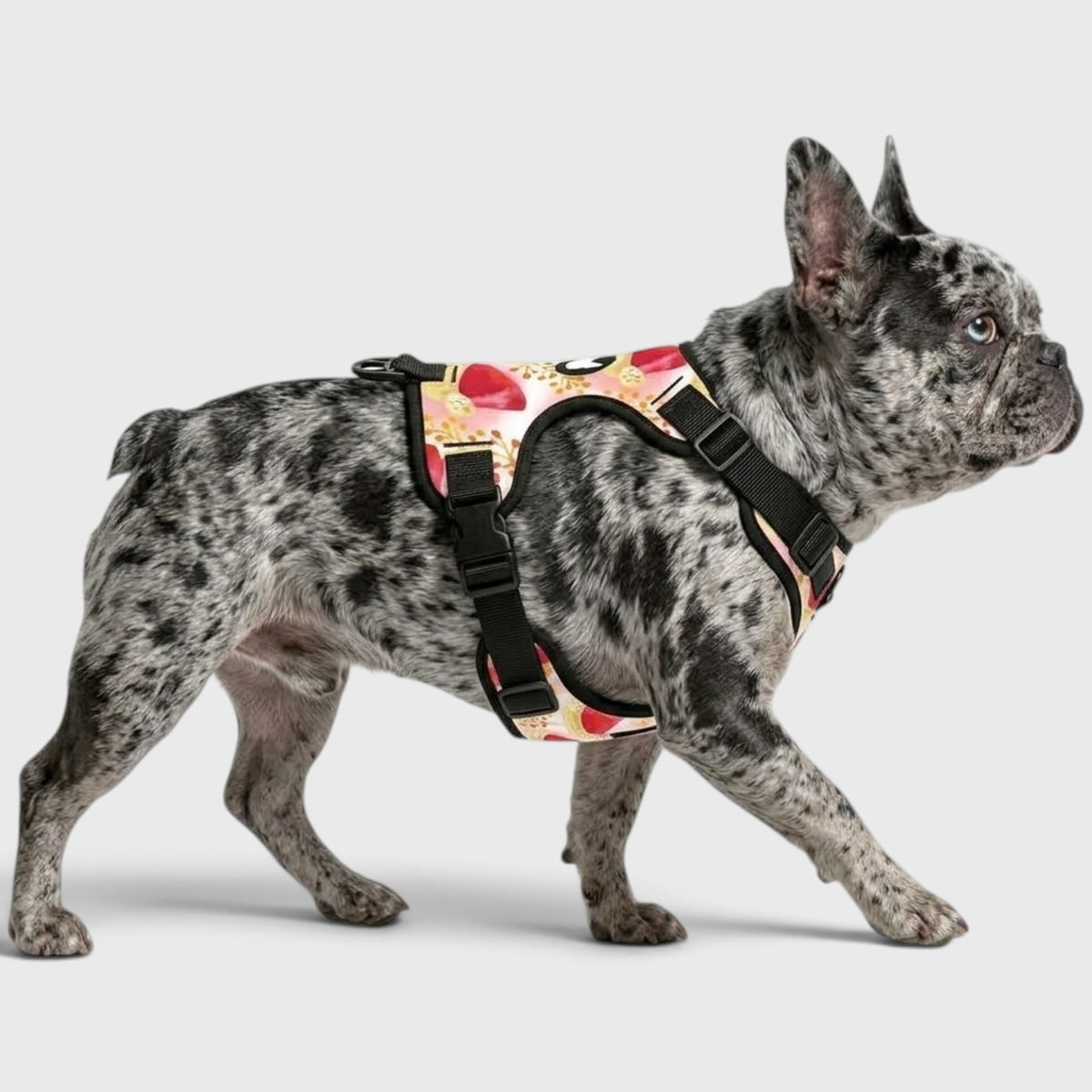 French Bulldog Harness – Breathable, No-Pull & Adjustable Straps
