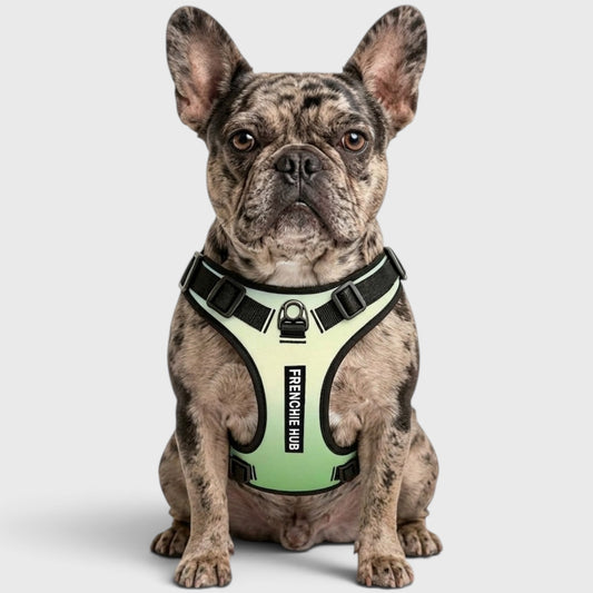 French Bulldog No-Pull Harness – Breathable & Adjustable Fit