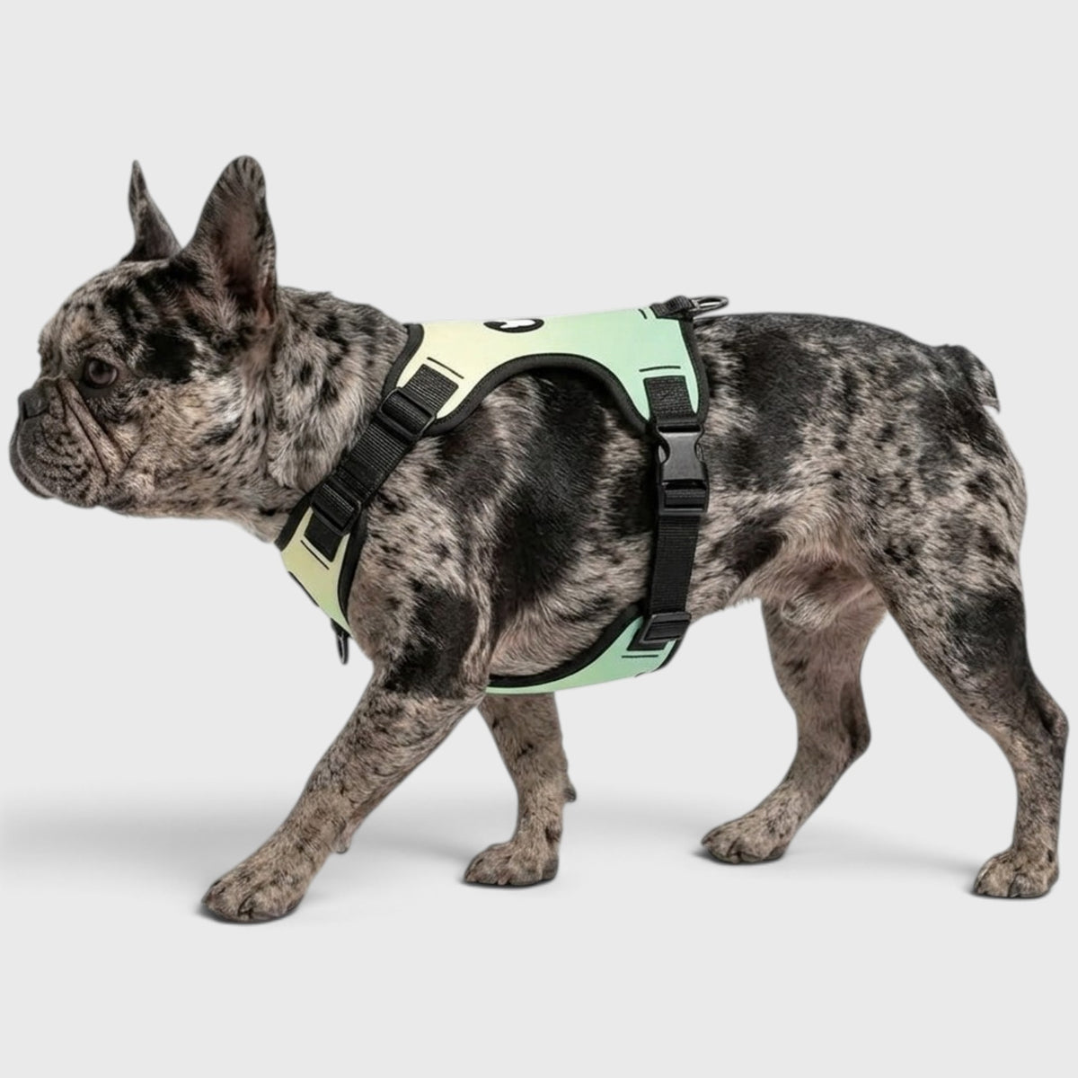 French Bulldog No-Pull Harness – Breathable & Adjustable Fit
